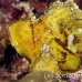 scorpionfish_leaf_db_h_0705_png2252.jpg